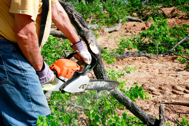 Professional Tree Service in Edisto, SC